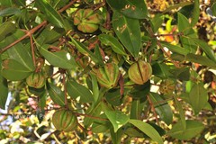 Garcinia gummi-gutta